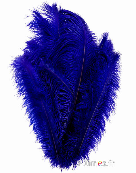 Struisvogel premium - 50-60 cm - bosbes